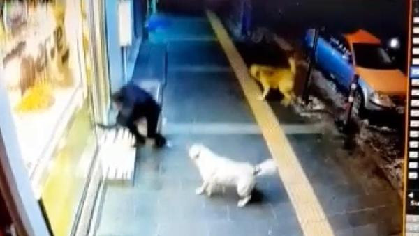 Sokak köpekleri vatandaşın kabusu oldu - Resim : 2