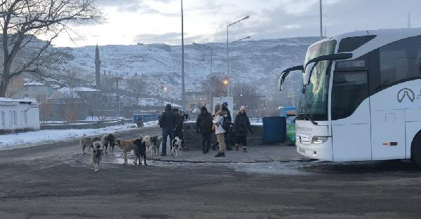 Sokak köpekleri vatandaşın kabusu oldu - Resim : 3