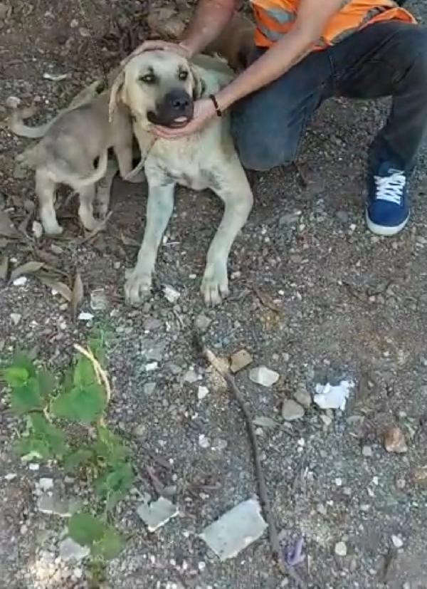 Antalya'da iğrenç olay! Ayaklarını bağladığı köpeğe tecavüz etti - Resim : 1