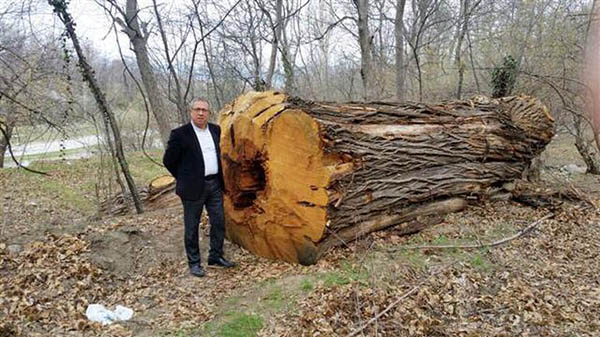 İsyan ettiren görüntü ! 500 yıllık ağacı kestiler - Resim : 1