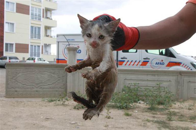 Tuvalete sıkışan kedi kurtarıldı - Resim : 1