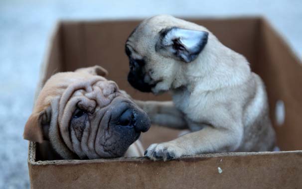 Bagajda bulunan yavru köpekler ihaleyle satılacak - Resim : 1