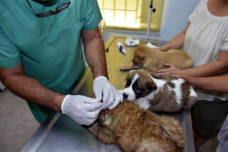 Yavru köpeklere işkence yapan asker gözaltında - Resim : 1