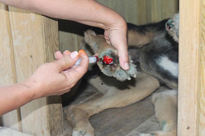 Köpeklerine işkence çektirdi ! - Resim : 1