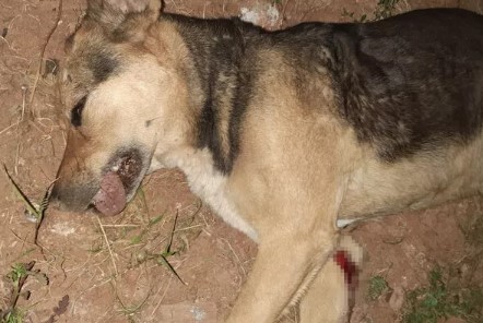 Sokağa çıkma yasağına uymadı, yolda uyuyan köpeği ezdi - Resim : 1